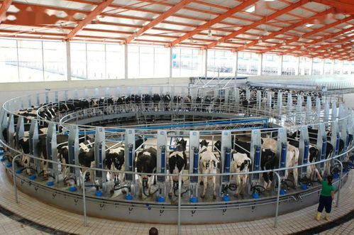 提升乳制品質量，內蒙古從源頭到餐桌的系統工程