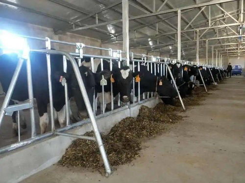 全區民族傳統奶制品產業發展現場會今日召開，共謀特色乳業振興之路